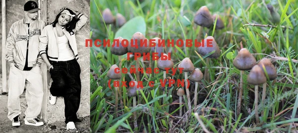 прущие грибы Новокубанск