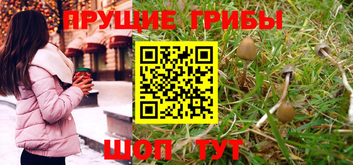 Родники  Псилоцибиновые грибы Psilocybe  Вход с VPN 